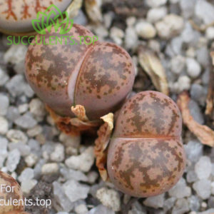 Lithops Coleorum SH1500 IMG_3115 копия