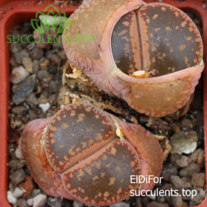 lithops aucampiae Red IMG_3414 копия