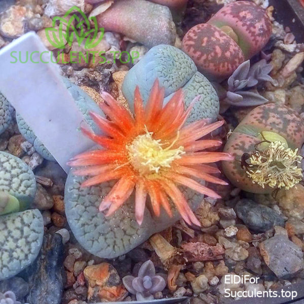Lithops verruculosa Rose of Texas
