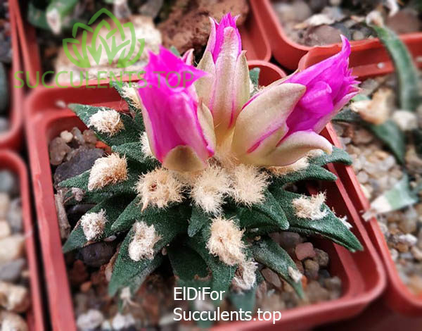 ariocarpus agavoides короткая туберкула_2019-10-10_20-32-26 копия2