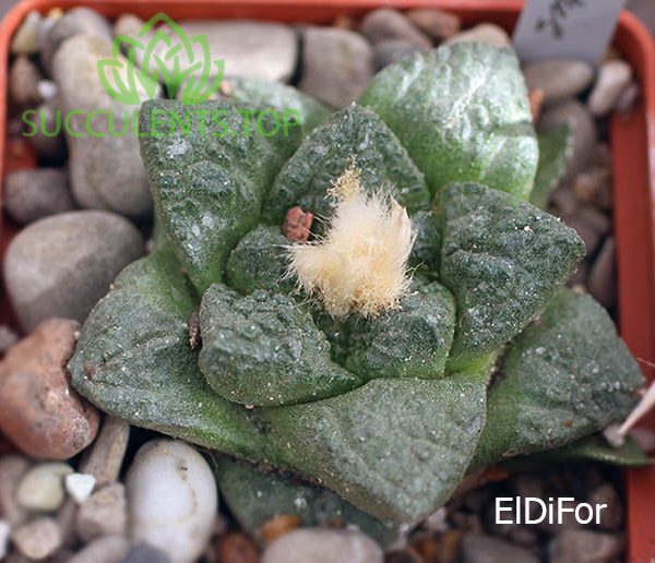 ariocarpus fissuratus