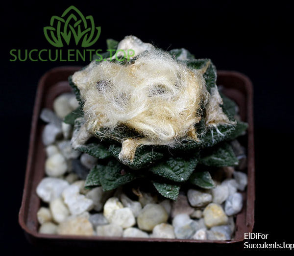 ariocarpus fissuratus hintonii 28.6 копия — копия