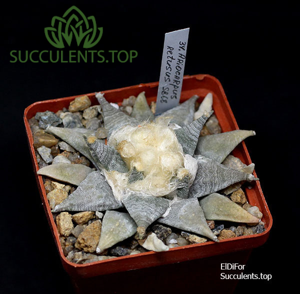 ariocarpus retusus SB68 копия — копия