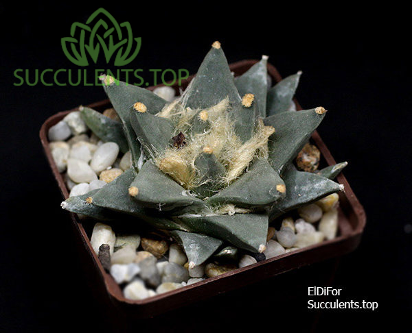 ariocarpus retusus v. scapharostroidesкопия копия