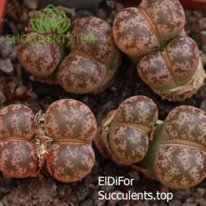 lithops coleorum IMG_3259 копия