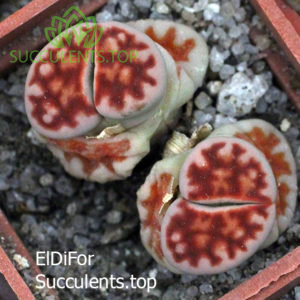 lithops karasmontana red (3198) IMG_3202 копия