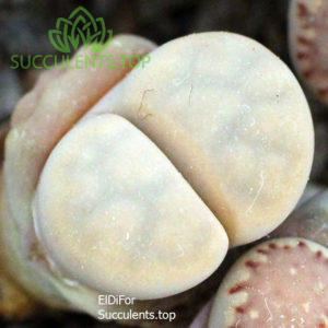 lithops karasmontana 'opalina' MG1632 IMG_3746 копия