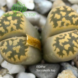 lithops karasmontana ssp bella C143A IMG_4383 копия