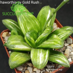 haworthia cv Gold Rush