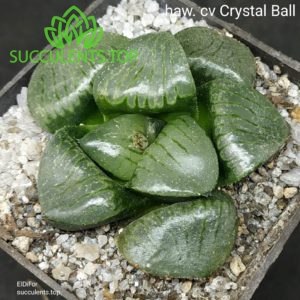 haworthia cv crystal ball
