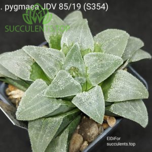 haworthia pygmaea JDV 8519