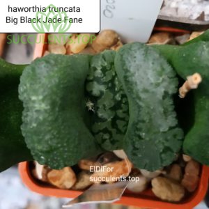 haworthia truncata big black jade