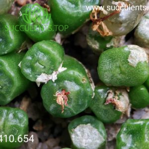 1410.654 conophytum angelicae tetrogonum