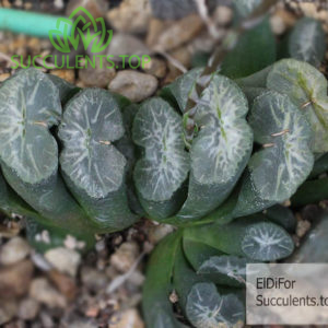 Haworthia S260 H10 truncata v. maughanii SH copy