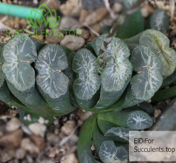 Haworthia S260 H10 truncata v. maughanii SH copy