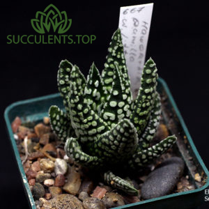 Haworthia pumila 'Little Donut' копия