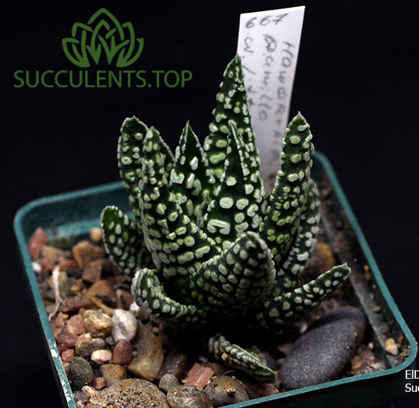 Haworthia pumila ‘Little Donut’ копия