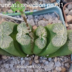 Haworthia truncata selection pn731