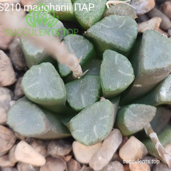 S210 Haworthia maughanii ПАР