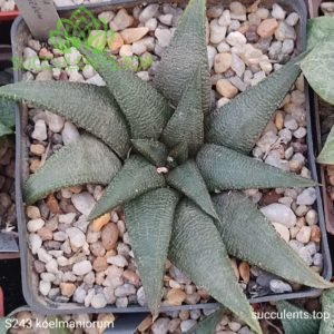 S243 haworthia koelmaniorum