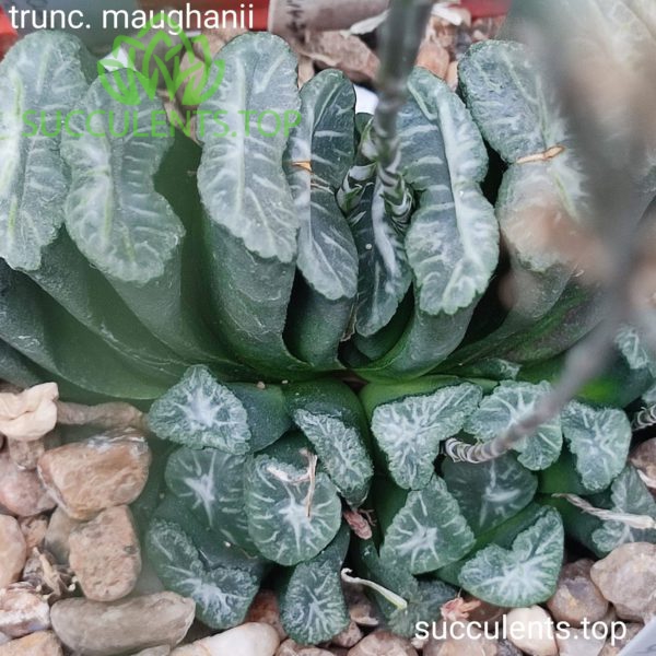 S258 truncata maughanii