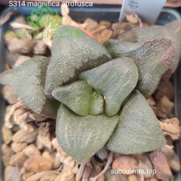 S314 haworthia magnifica atrofusca