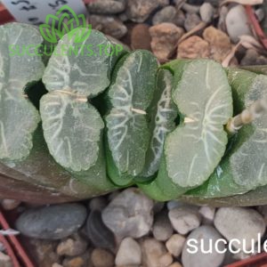 S395 Haworthia truncata selection