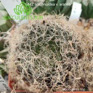 S442 haworthia arachnoidea v. aranea