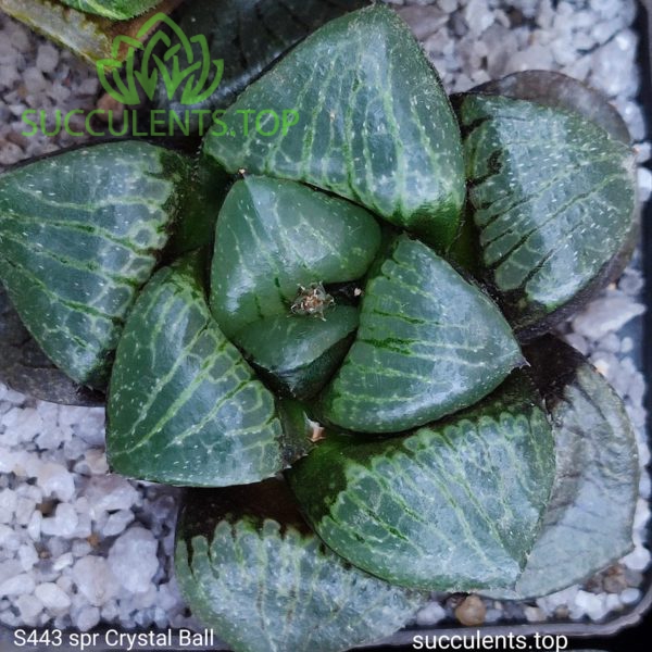 S443 haworthia springbokvlakensis crystal ball