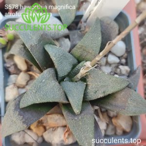 S578 Haworthia magnifica atrofusca enigma