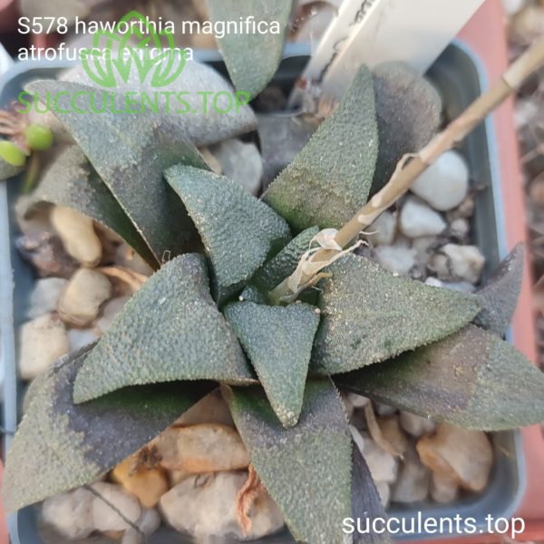 S578 Haworthia magnifica atrofusca enigma