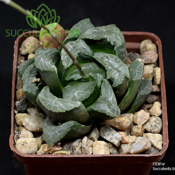 S84 haworthia maughanii x magnifica splendens IMG_1541 копия