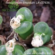 conophytum limpidum LAV27636