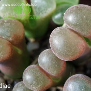 conophytum lydiae