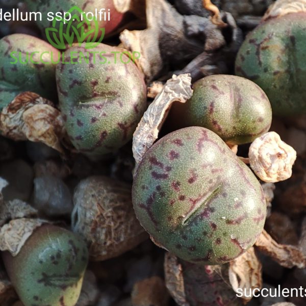 conophytum obcordellum ssp. rolfiijpg