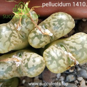 conophytum pellucidum 1410.842