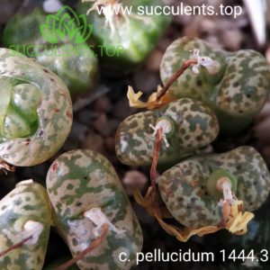 conophytum pellucidum 1444.36