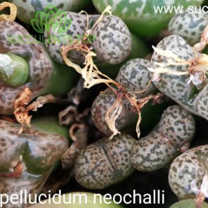 conophytum pellucidum neochalli