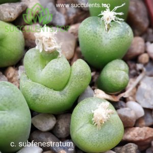 conophytum subfenestratum