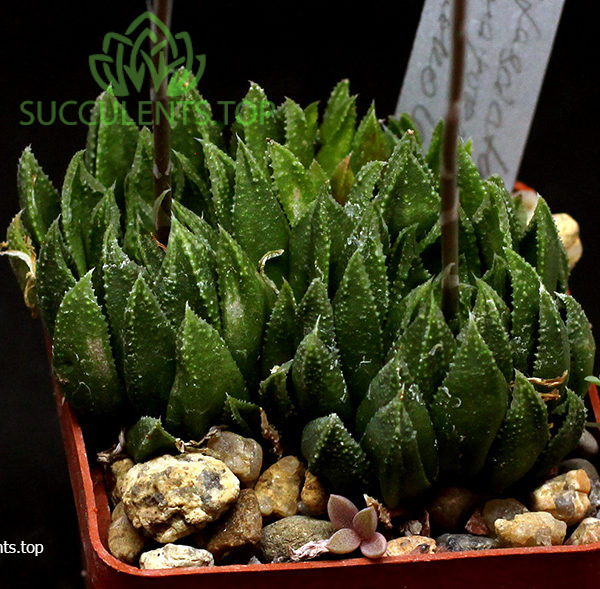 haworthia S103 копия