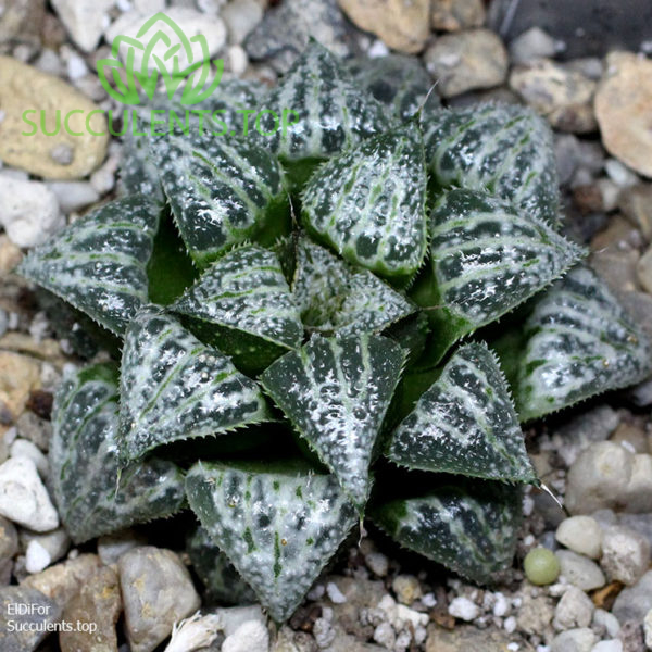 haworthia S157 yuki keshiki копия