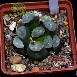 haworthia S205 maughanii M35 копия