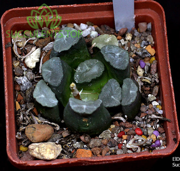 haworthia S205 maughanii M35 копия