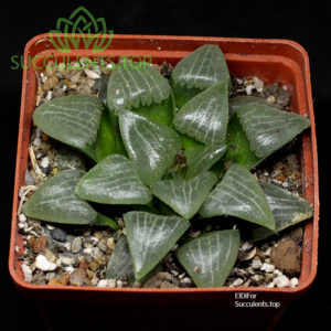 haworthia S33 springbokvlakensis x comptoniana x emelyae копия