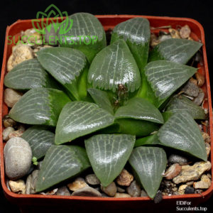 haworthia S34 springbokvlakensis x bayeri x emelyae копия