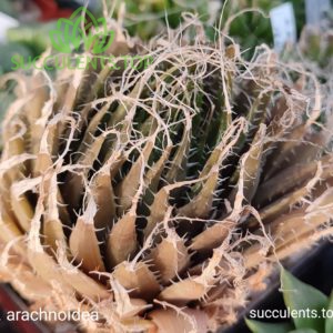 haworthia arachnoidea (3)