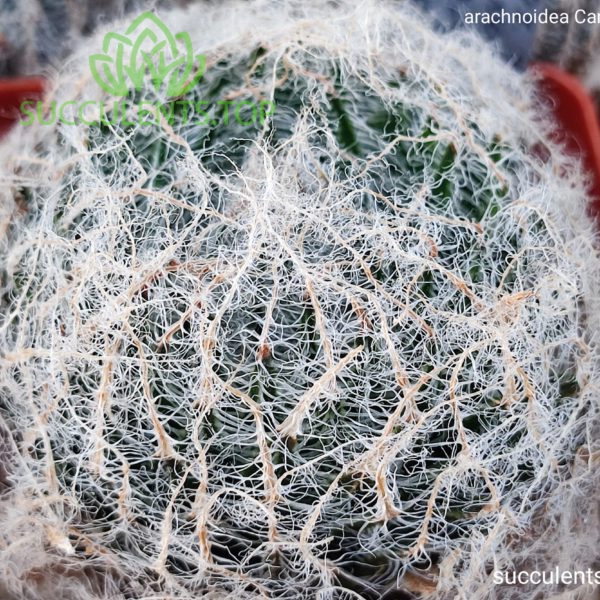 haworthia arachnoidea candida