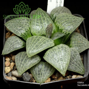 haworthia blue haze копия