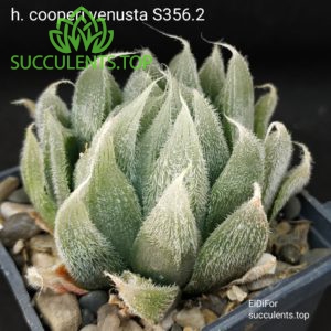 haworthia cooperi venusta S356.2