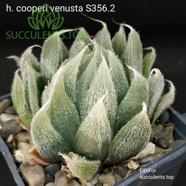 haworthia cooperi venusta S356.2